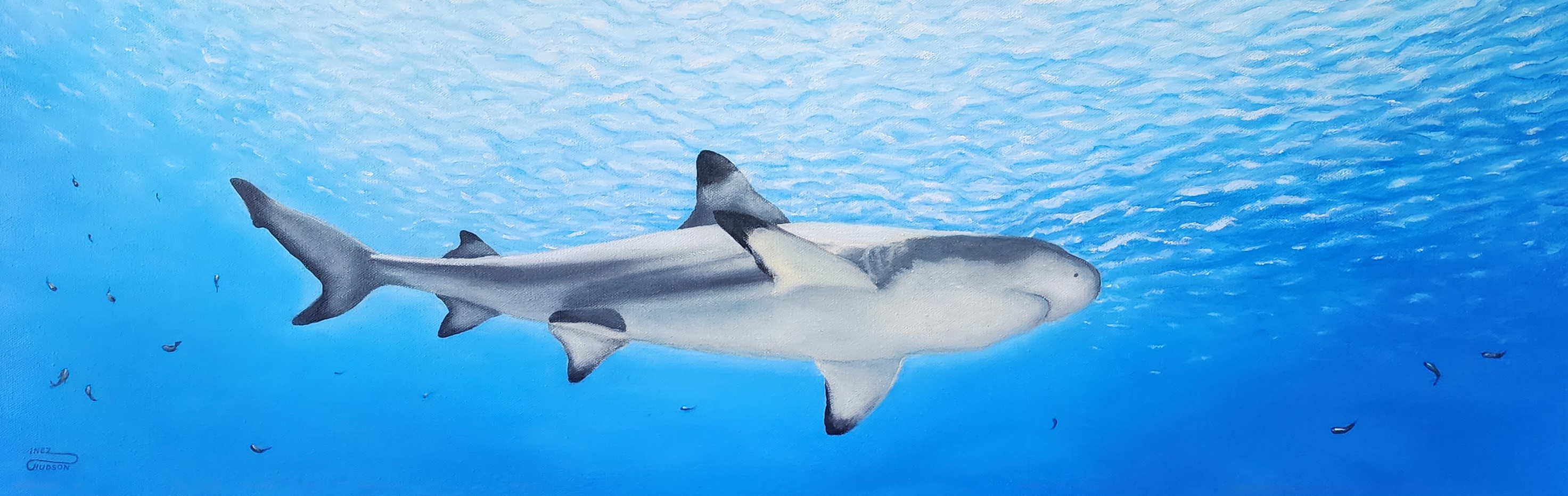Black Tip on the Prowl_Inez Hudson.jpg